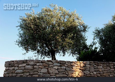 
                Olivenbaum                   