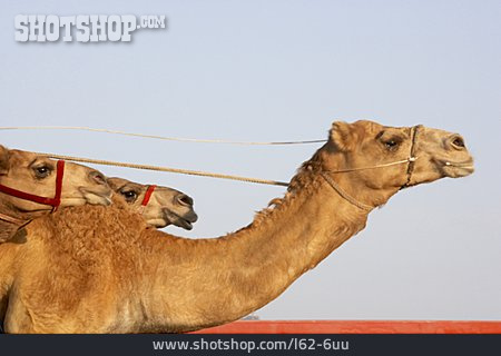 
                Kamel, Kamelrennen                   
