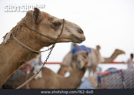 
                Kamel, Lastentier                   