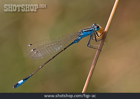 
                Insekt, Libelle, Fledermaus-azurjungfer                   