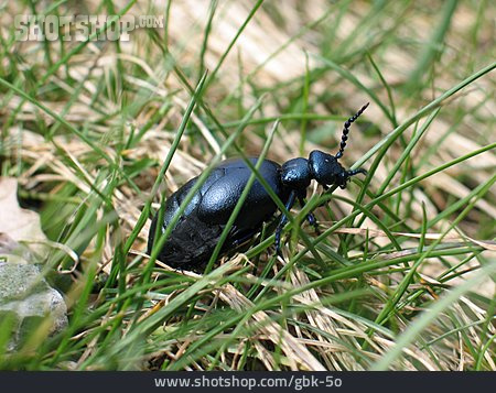 
                Insekt, Käfer, Schwarzblauer ölkäfer                   