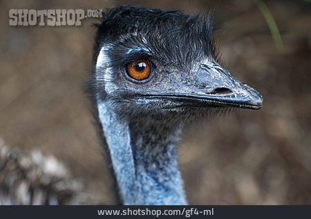 
                Straußenvogel, Emu                   