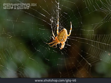 
                Spinne, Kreuzspinne                   