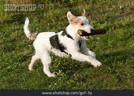 
                Apportieren, Parson-russell-terrier, Stöckchen                   