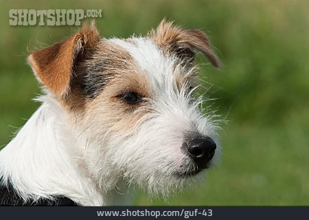 
                Hund, Tierporträt, Parson-russell-terrier                   