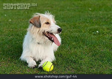 
                Hund, Parson Russell Terrier, Ball Spielen                   