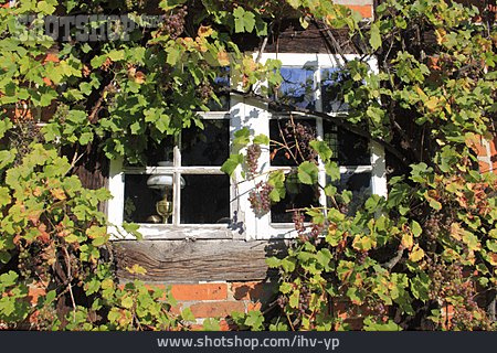 
                Fenster, Weinranke                   