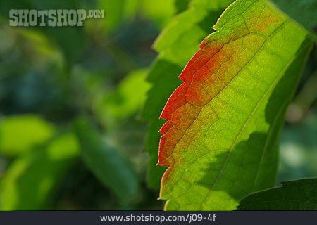 
                Herbstlich, Pflanzenblatt                   