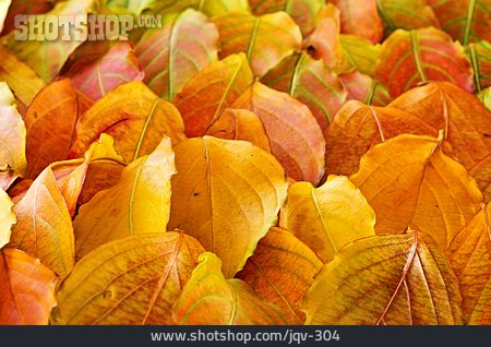 
                Herbst, Herbstlaub, Herbstlich                   