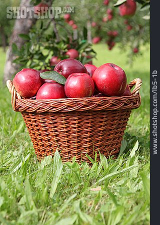 
                Apple, Apple Harvest                   