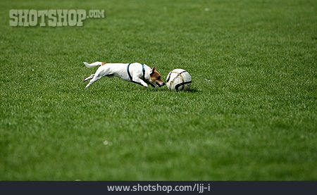 
                Rennen, Hund, Ball, Jack-russell-terrier                   