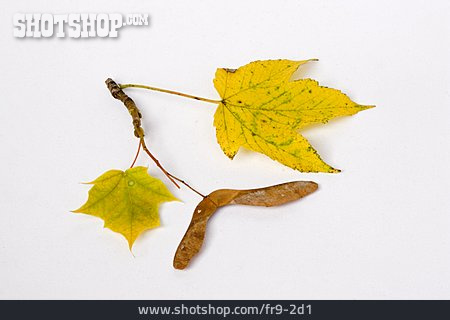 
                Herbstlich, Ahornblatt, Ahornsamen                   