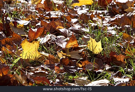 
                Herbst, Herbstblatt                   