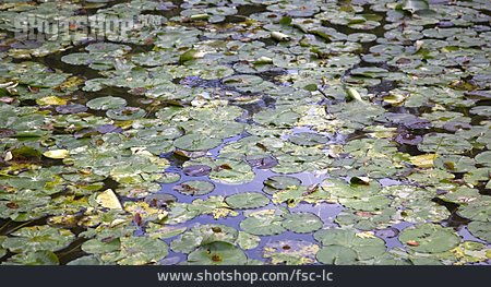 
                Pond, Water Lily Pad                   