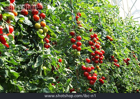 
                Gardening, Tomato Cultivation, Tomato Cultivation                   