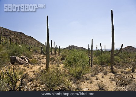 
                Kaktus, Saguaro, Saguaro-nationalpark                   