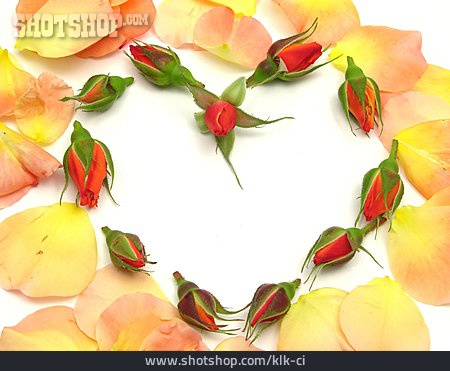 
                Herz, Blütenblatt, Rosenblüte, Rosenknospe                   