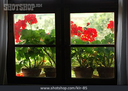
                Fenster, Blumenfenster, Blumendekoration                   