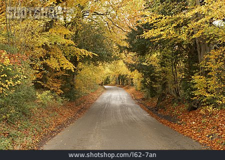 
                Wald, Straße, Herbstlich                   
