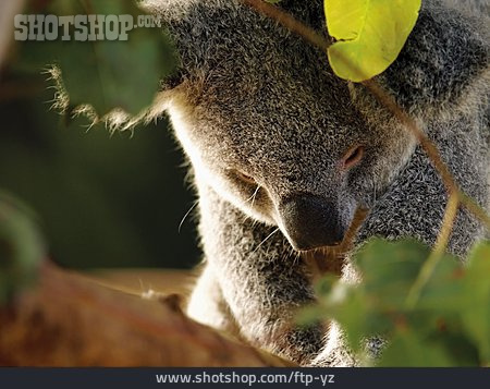 
                Koalabär, Koala                   