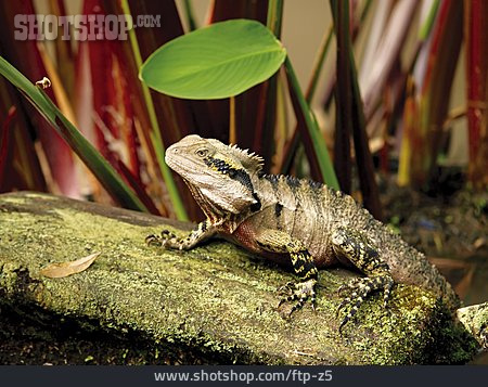 
                Lizard, Australian Water Dragon                   