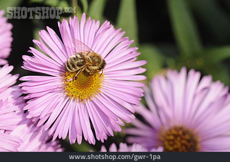 
                Biene, Nahrung & Nahrungsaufnahme                   