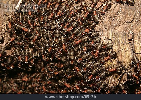 
                Ameise, Ameisenhaufen, Waldameise                   