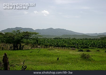 
                Landschaft, Dominikanische Republik, Bananenplantage                   