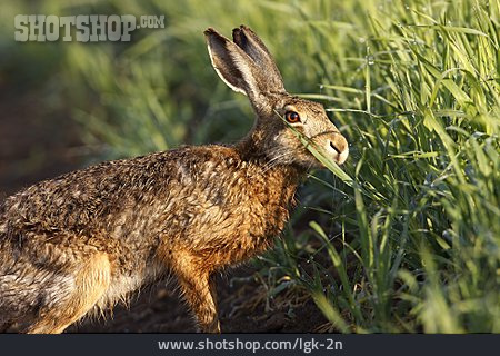 
                Wildlife, Hare                   