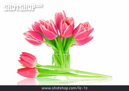 
                Blumenstrauß, Tulpenstrauß                   