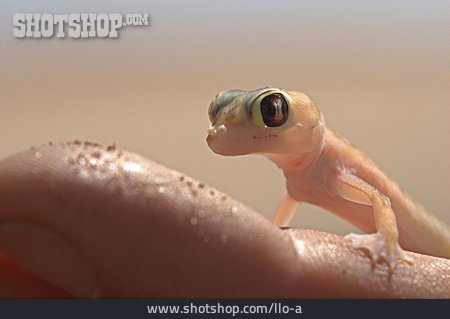 
                Tierjunges, Gecko                   