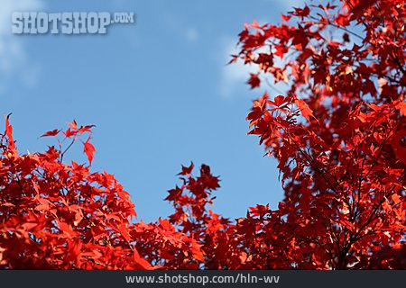 
                Twig, Autumn Leaves, Maple Tree                   