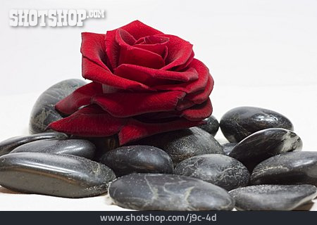 
                Rosenblüte                   