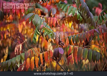 
                Herbstlich, Herbstfärbung, Essigbaum                   