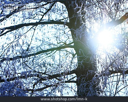 
                Sonnenlicht, Baum, Winterlich                   
