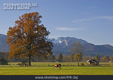 
                Bayern, Viehhaltung                   