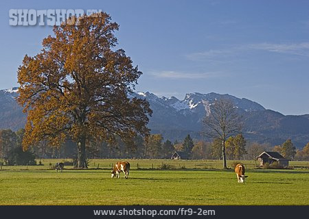 
                Landschaft, Herbst, Weide, Bayern                   