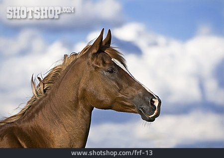 
                Pferd, Paso Fino                   