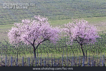 
                Mandelbaumblüte, Südpfalz, Weinfeld                   