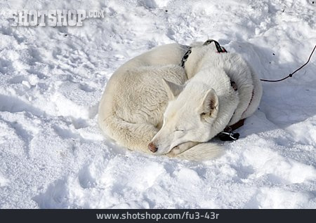 
                Schlittenhund, Alaskan Husky                   