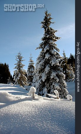 
                Winterlandschaft, Nadelbaum, Schnee                   