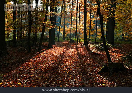 
                Herbstwald, Buchenwald                   
