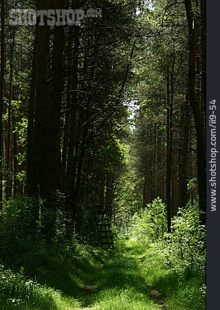 
                Wald, Hochsitz                   