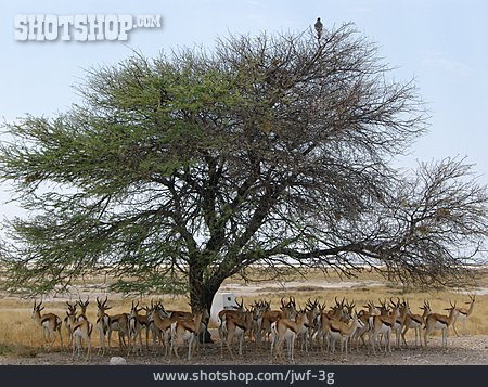 
                Wildlife, Antelope, Springbok                   