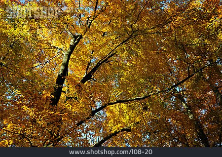 
                Herbst, Herbstwald, Laubwald                   