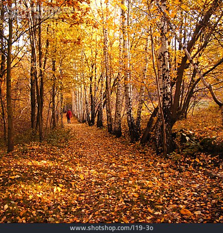 
                Herbst, Spaziergang, Waldweg                   