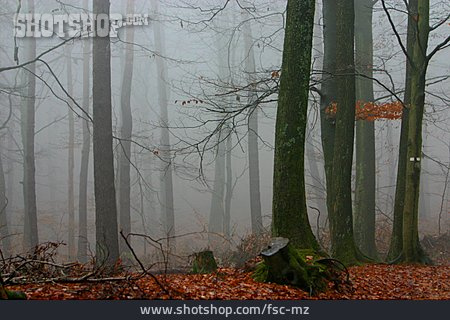 
                Wald, Herbstwald, Neblig                   