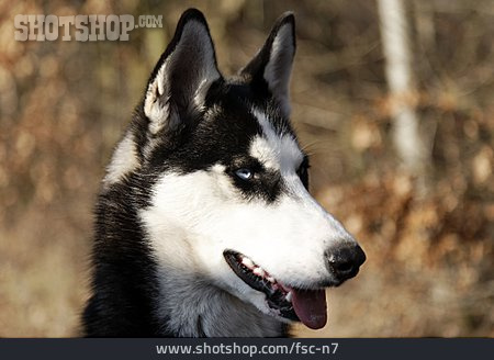
                Schlittenhund, Siberian Husky                   