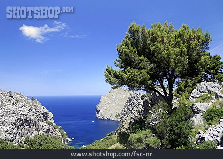 
                Felsküste, Bucht, Mallorca                   