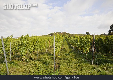 
                Weinbau, Weingarten                   